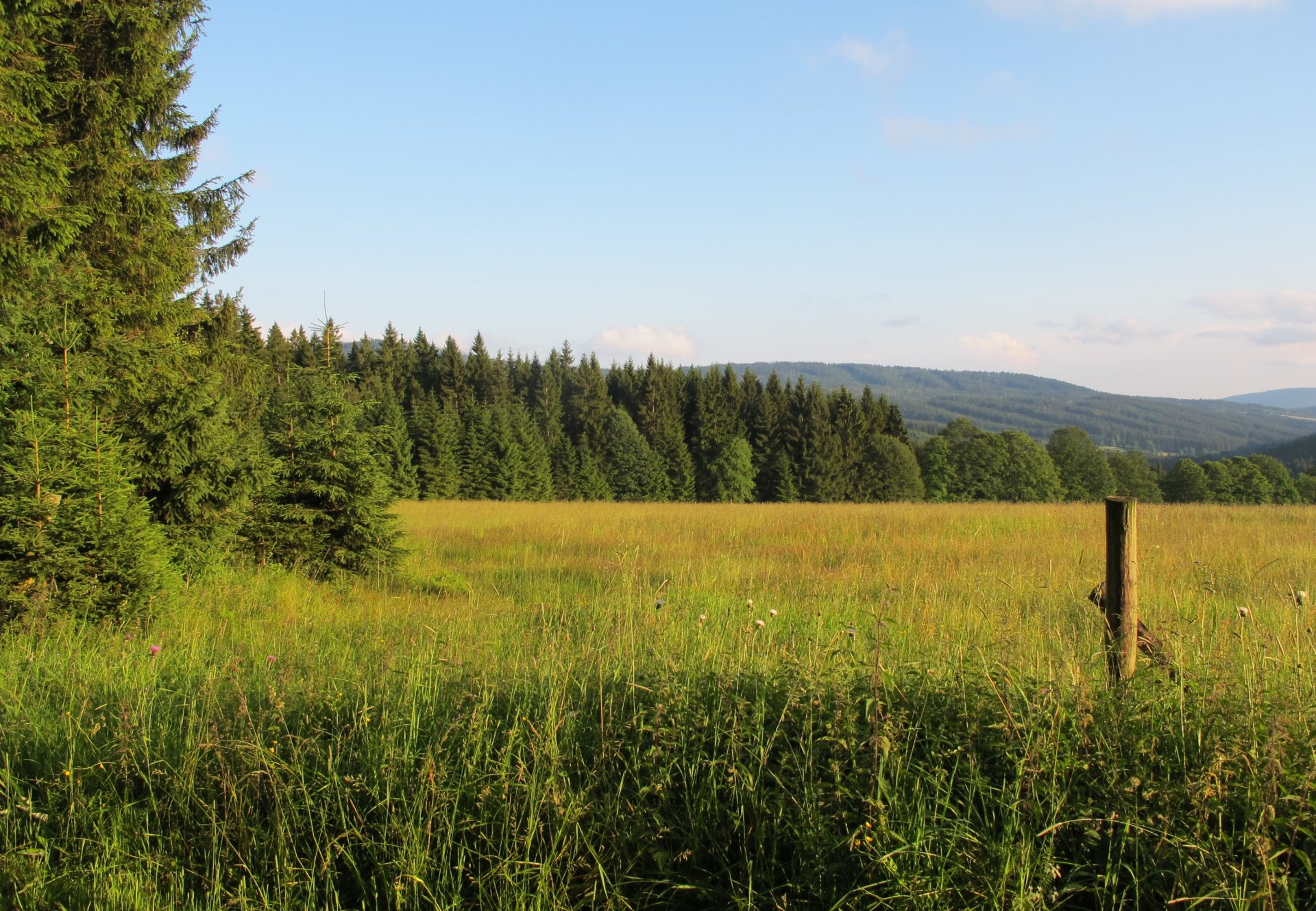 forest mountain the field czech republic šumava narodni park šumava