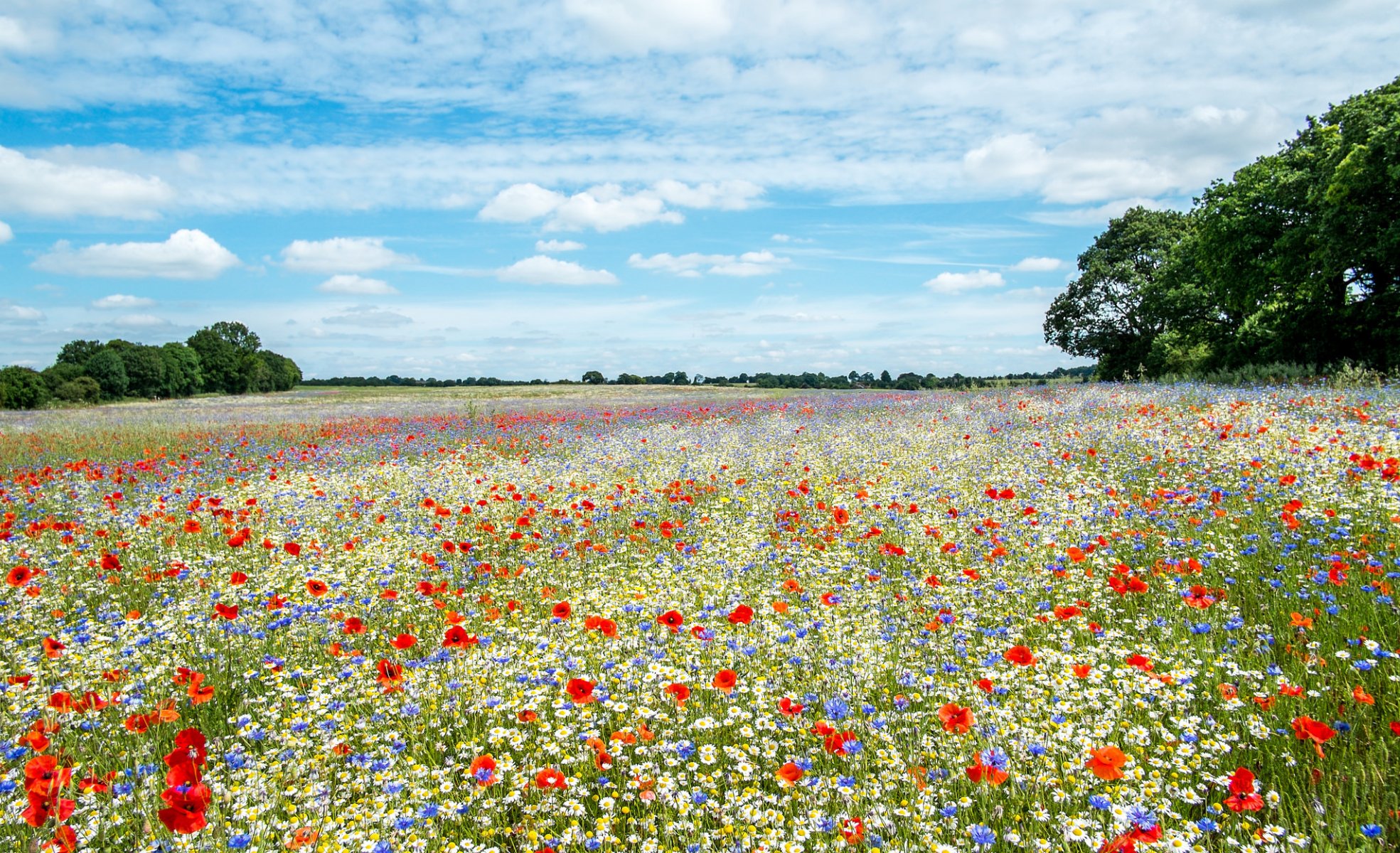 meadow flower summer expanse