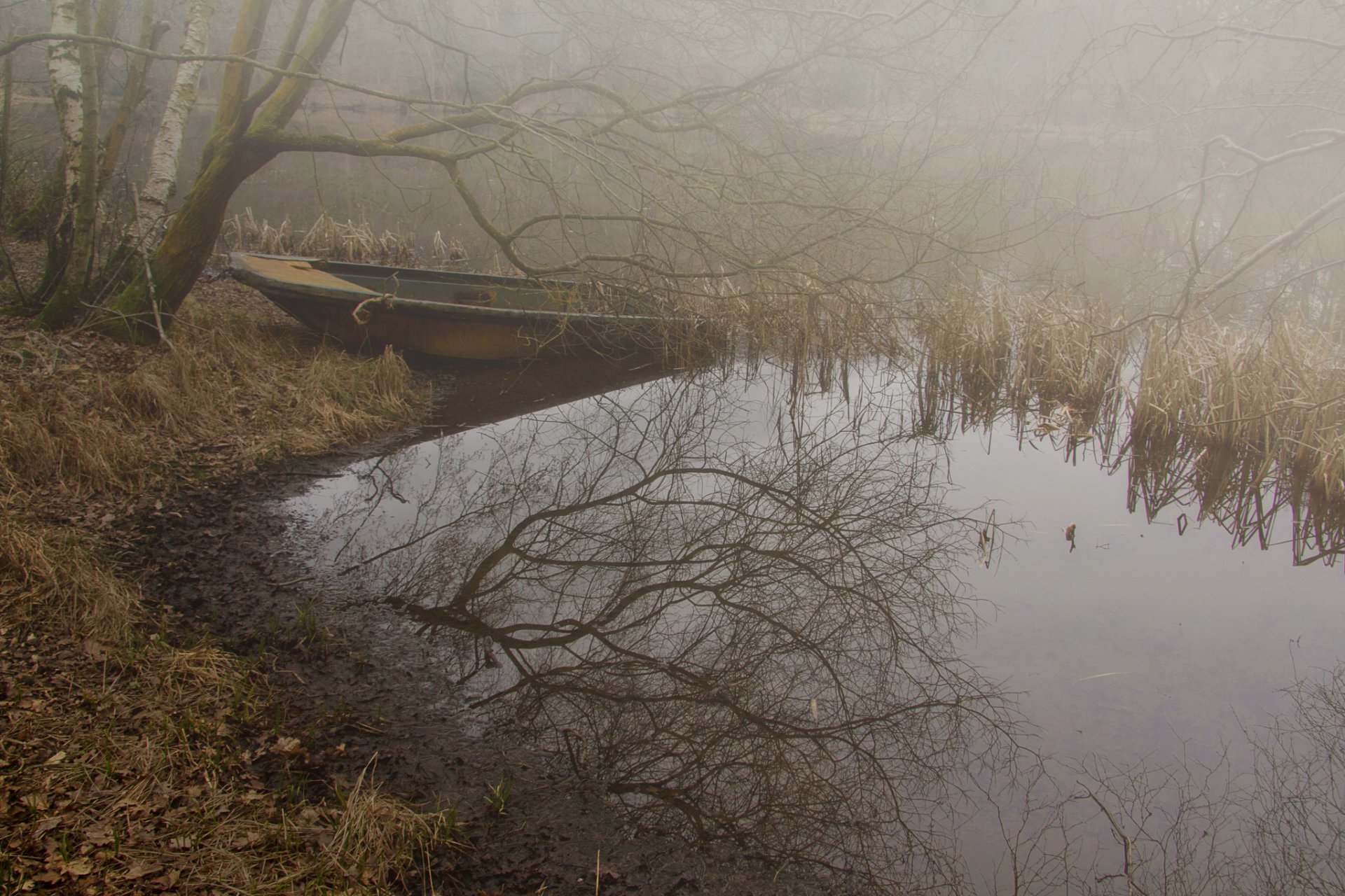 forest autumn fog lake boat