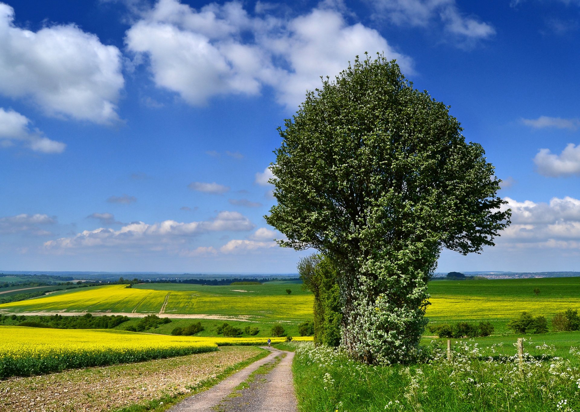 champs colza floraison arbre route