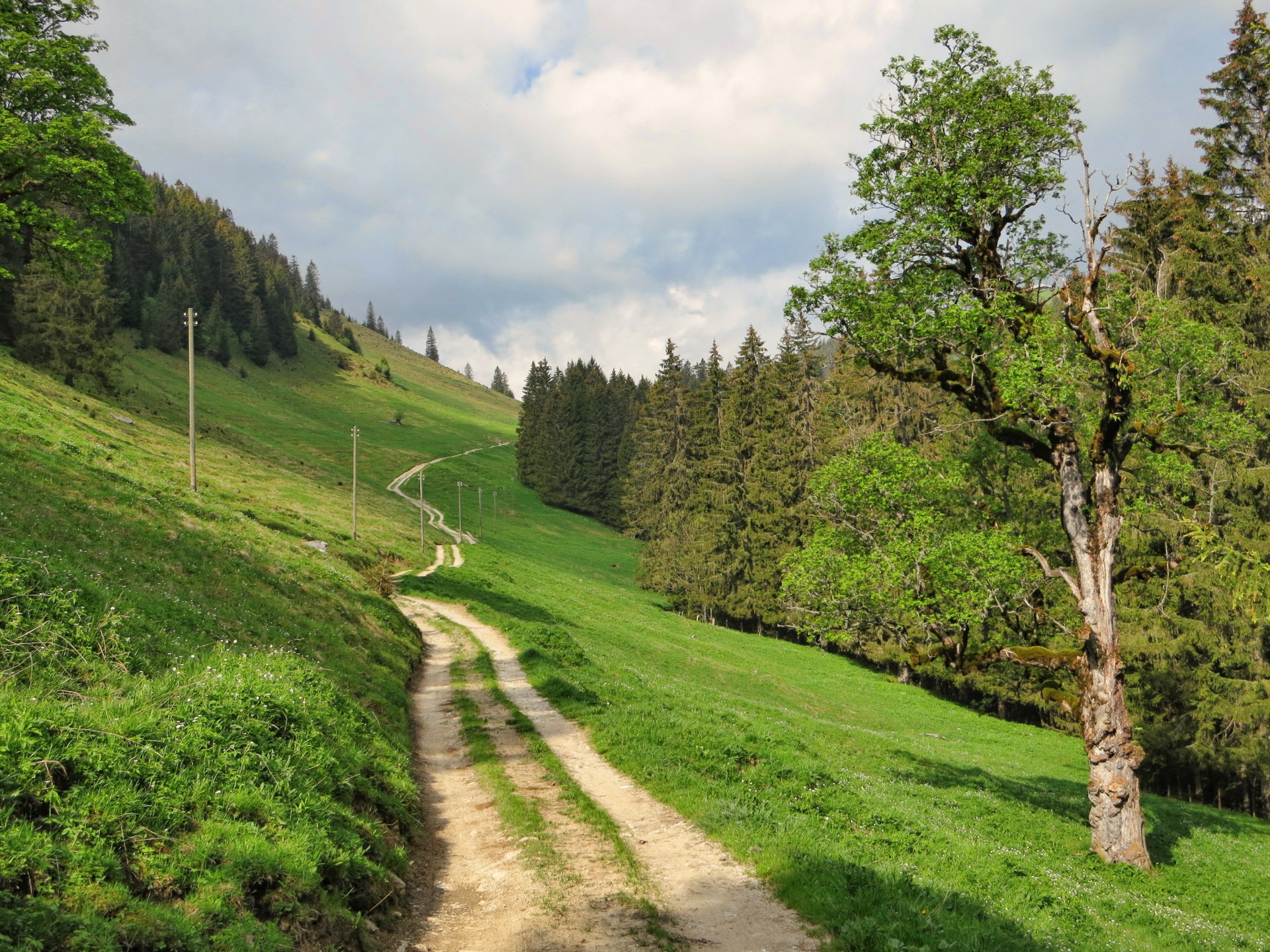 krajobraz szwajcaria droga fribourg trawa natura