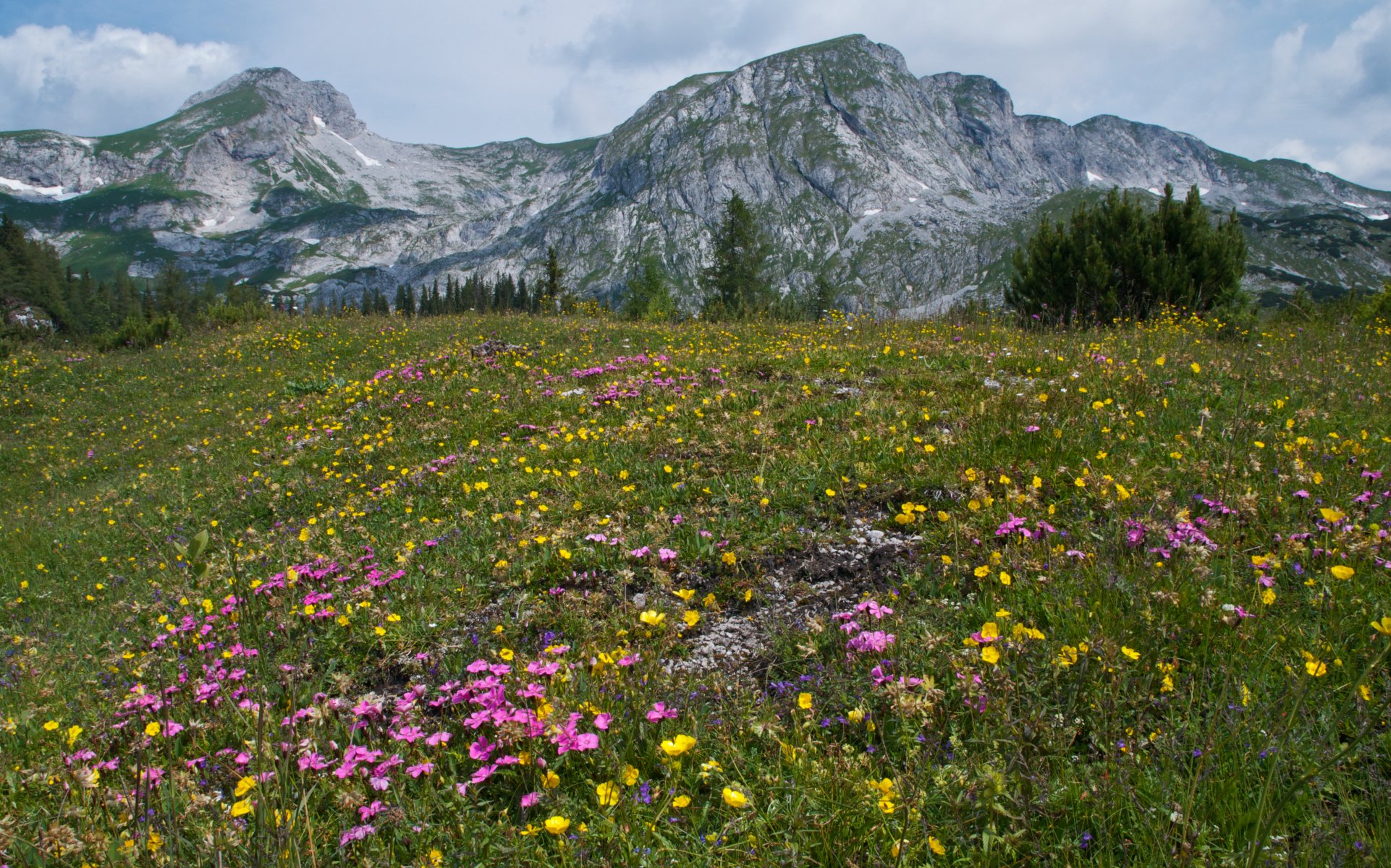 autriche montagnes alpes été fleurs herbe arbres