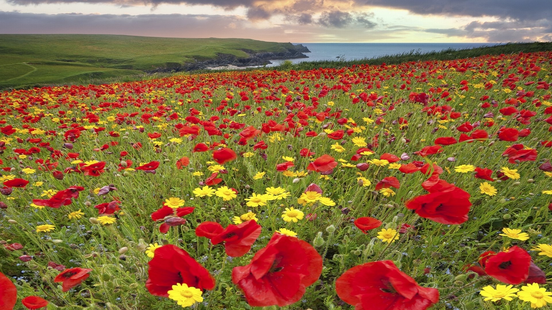 cornovaglia inghilterra costa prato fiori papaveri margherite