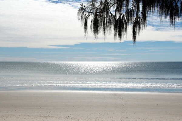 A sunny day. Beach with palm tree