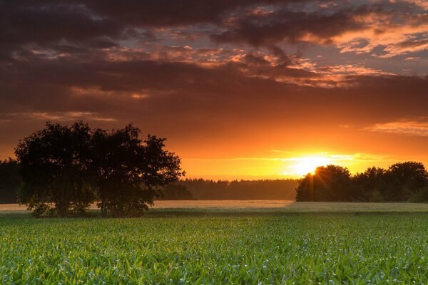 Sommerlandschaft mit untergehender Sonne