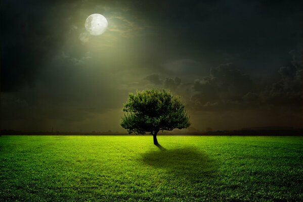 Magnificent lawn in the moonlight