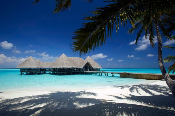 Palm tree on the ocean. Beautiful beach