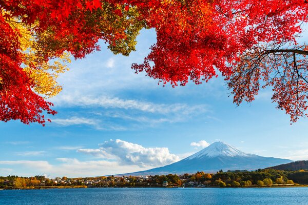 Fujiyama par temps clair, branches avec des feuilles d automne