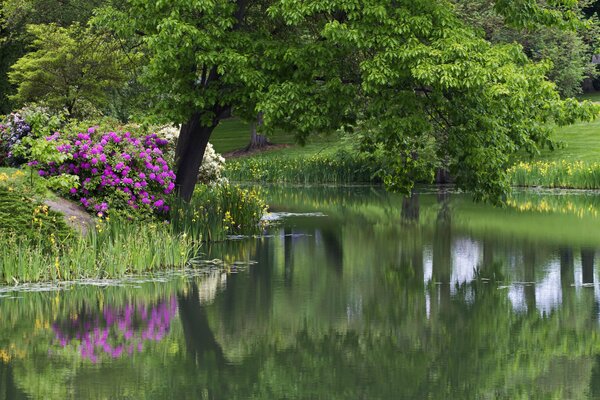 Blühende Pflanzen über dem Fluss