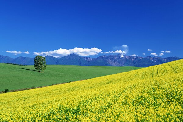 Campo estivo con fiori