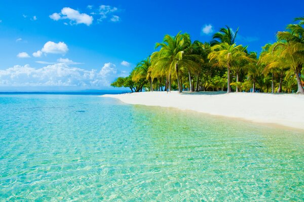 Sable blanc sur la mer et de grands palmiers