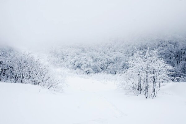 Der verschneite Wald im Winter fasziniert