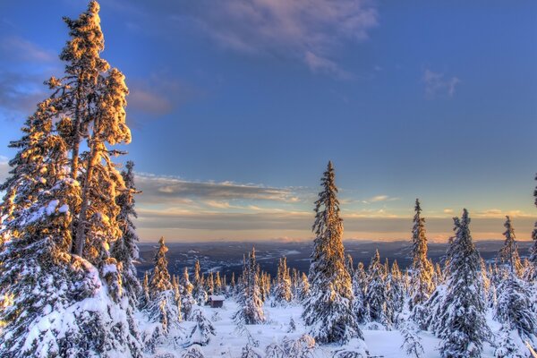 Заснеженные ели в зимнем лесу