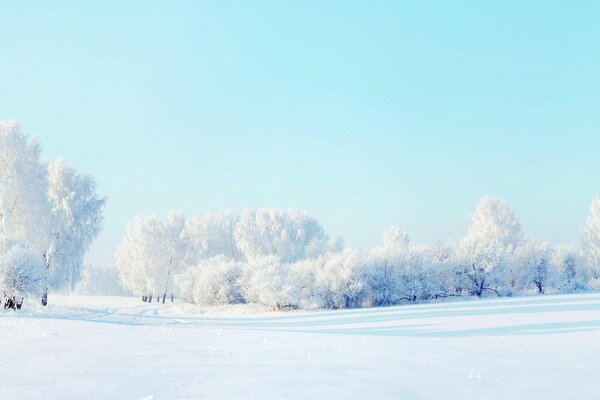 Hermoso paisaje de bosque de invierno