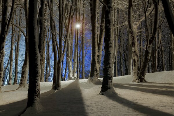 Paisaje de una noche de invierno en el bosque