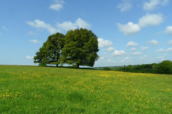 Zwei Bäume auf einer blühenden Wiese