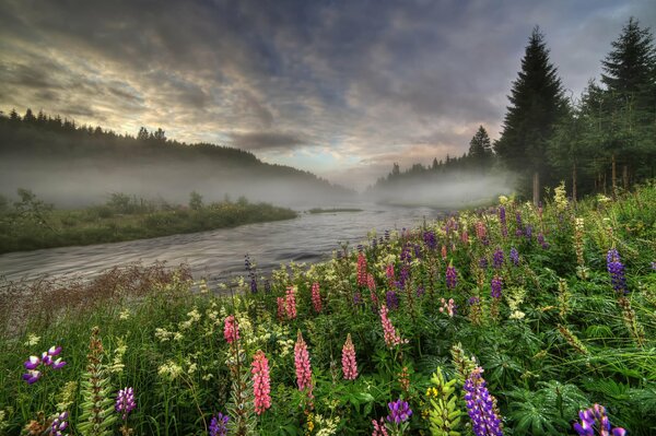 Norwegens Sommerwald-Fluss