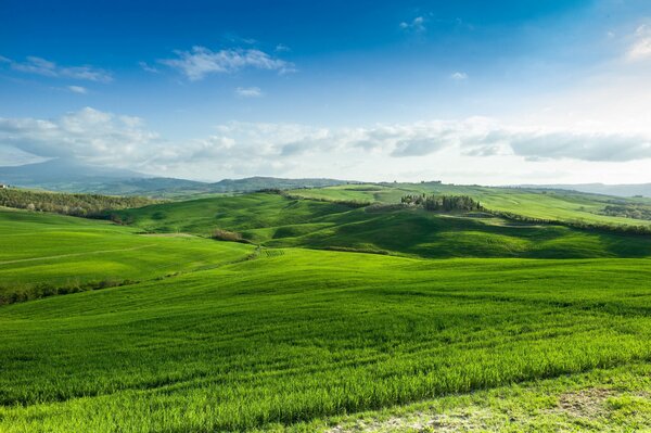 Grünes Grasfeld im weiten Bereich