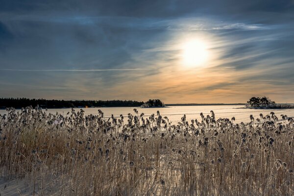 Dried reeds on a winter lake