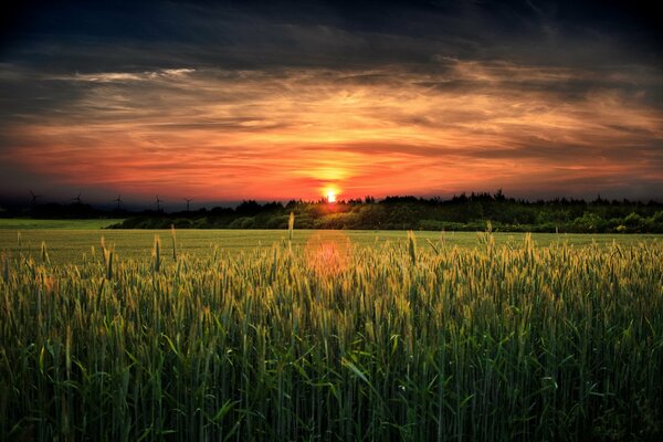 Coucher de soleil lumineux sur le champ vert