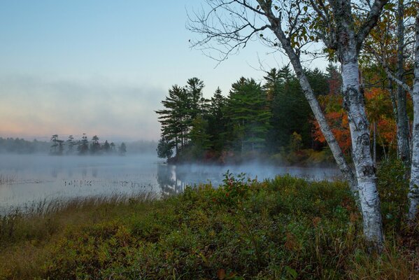 Betulla sulla riva del fiume nella nebbia