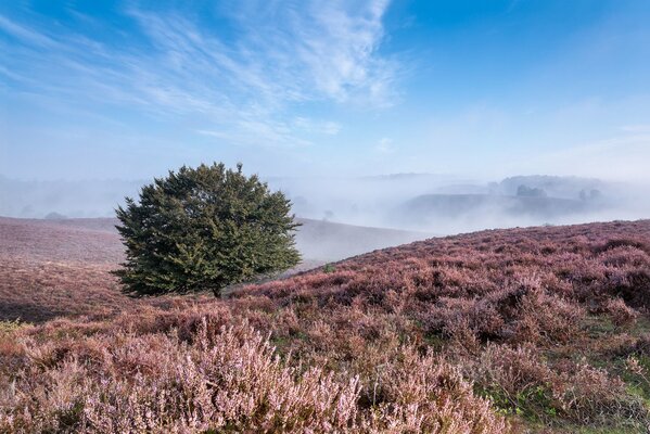 Albero solitario tra colline e nebbia