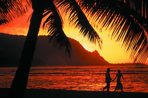 Evening sunset under palm trees