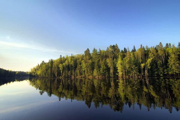 Paysage forestier le long de la rivière