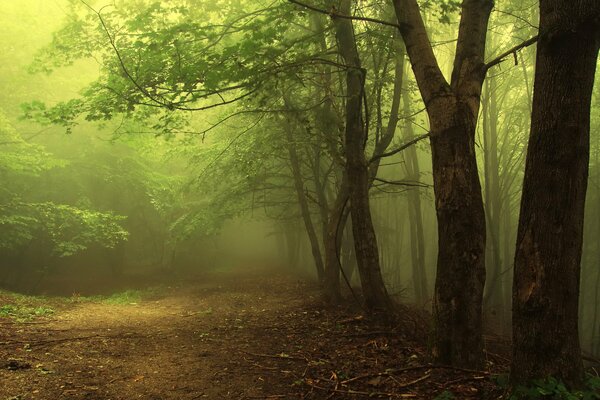 Nebel im Morgenwald