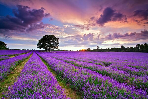 Coucher de soleil sur un champ de lavande en Angleterre