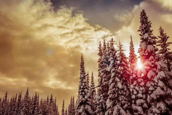 Majestuosos abetos en el bosque nevado