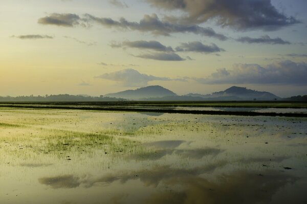 Dawn on a rice field glare on the water