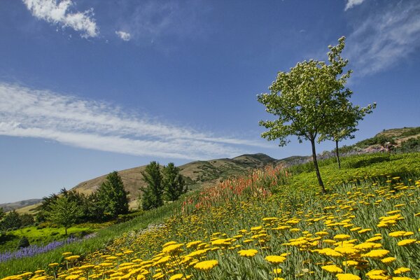 Gelbe Blumen. die Bäume. die Berge. Sommertag