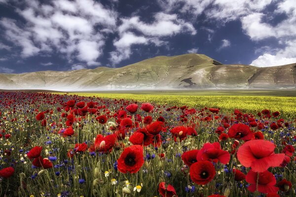 Poppy field on the background of mountains