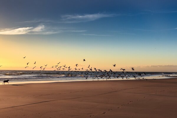 Hermosa puesta de sol en el mar con una bandada de aves