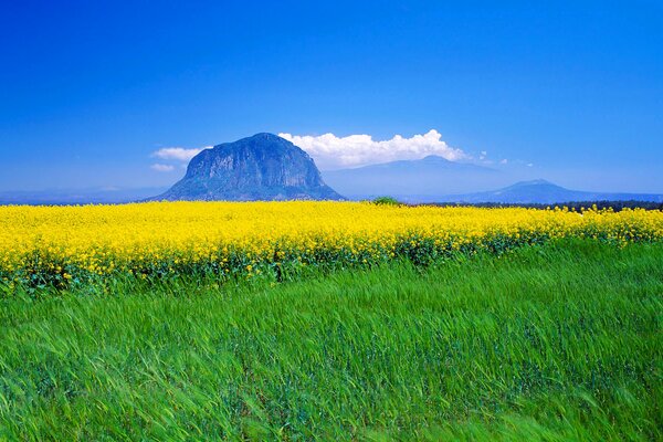 A yellow meadow against a clear, blue sky