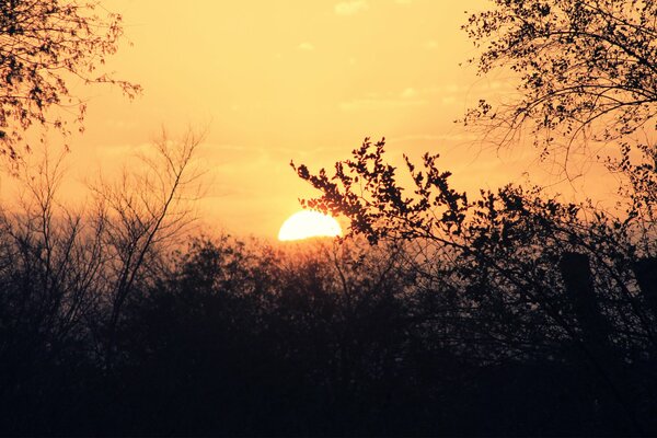 Coucher de soleil à travers les branches des arbres