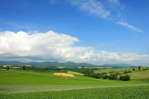 Paesaggio estivo di campi verdi e cielo blu