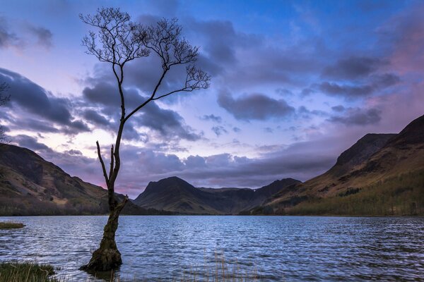 Einsamer Baum am See