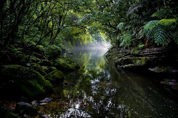 A narrow river in the dense jungle