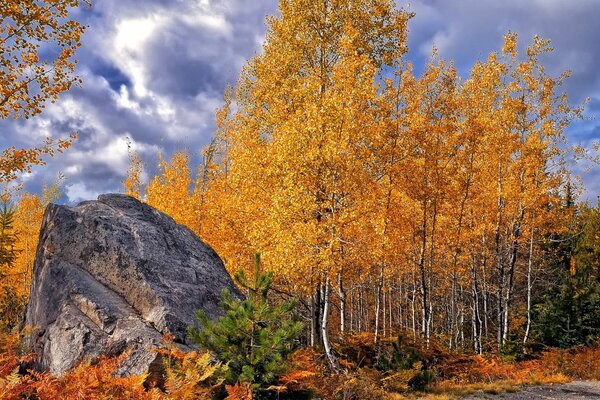 The gold of birch trees against the background of heavy autumn clouds