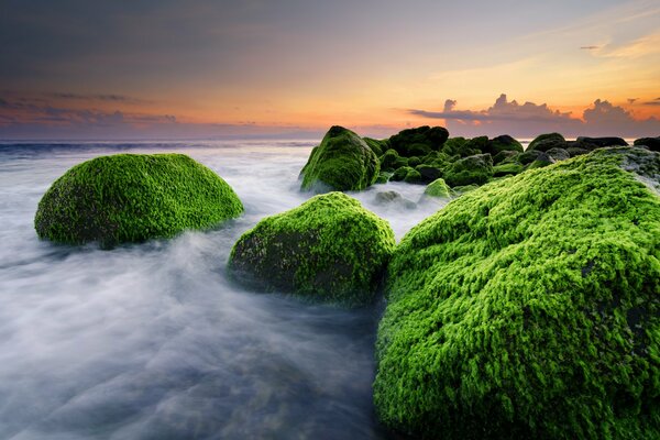 Giant algae-covered rocks in the ocean