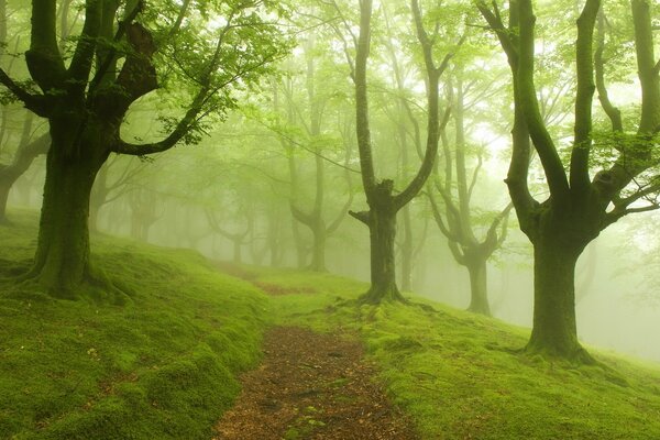 Wanderweg im grünen Wald im Nebel