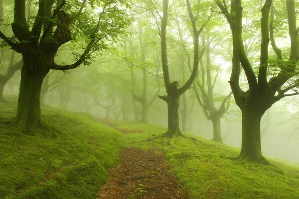 Szlak w zielonym lesie we mgle