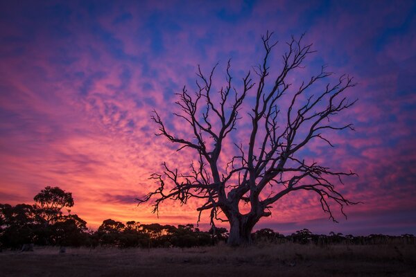 Un viejo árbol seco al atardecer