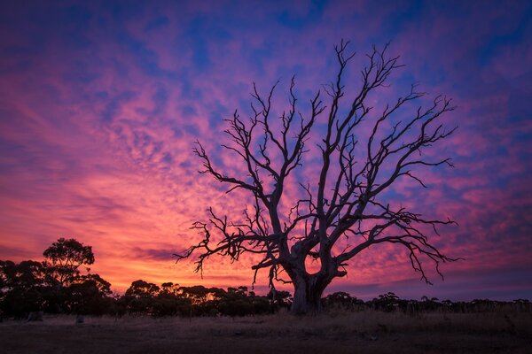Vecchio albero secco al tramonto