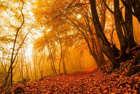 Sendero a través del bosque de otoño