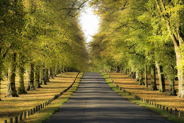 The smell of fresh grass in the autumn landscape