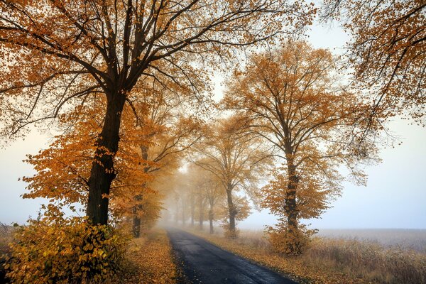 Route brumeuse d automne le matin