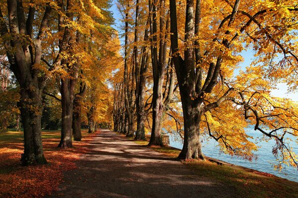 Осенний парк желтые листья пейзаж